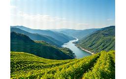Wachau Vineyard View